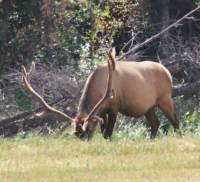 Bull Elk